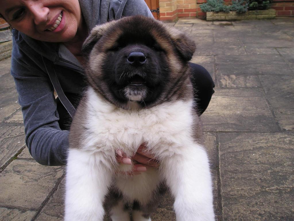 Grandes cachorros Akita, todas las vacunas