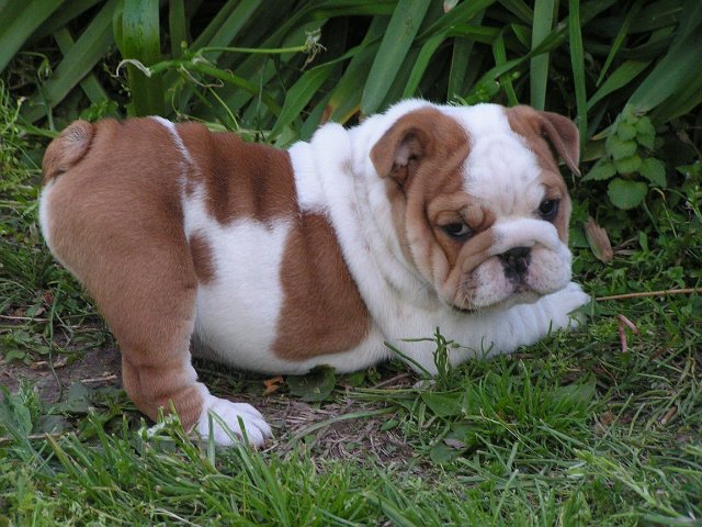 magníficos Bulldog Inglés cachorros disponibles