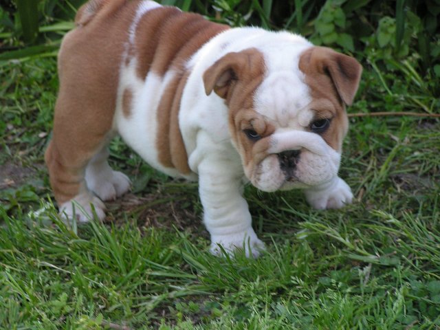 magníficos Bulldog Inglés cachorros disponibles