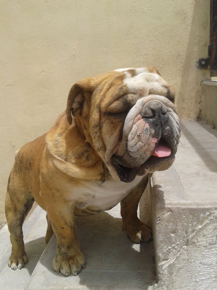 
Precio Bulldog...........<strong>   $35,000.00  A   $60,000.00    (dependiendo la calidad)</strong> <br><br>


100% pura raza, registrados todos los papeles en regla se envian a cualquier parte de la Republica.<br><br> 

<li>Contrato de compraventa<br><br></li>


<li>Seguro de vida gratuito por escrito de 5 años que cubre muerte en caso de cuestiones virales</li>
<br><br>

<li>Garantía de Pureza Racial<br><br></li>

<li>Certificado de registro inicial que extiende la Federación Canófila Mexicana donde los cachorros se entregan con tatuaje y microchip</li>

