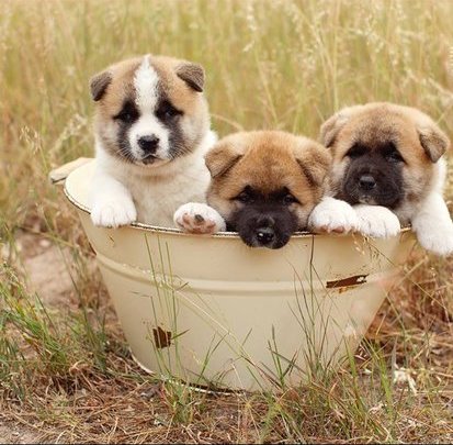 magníficos cachorros akita inu busca de nuevos hogares de cuidado