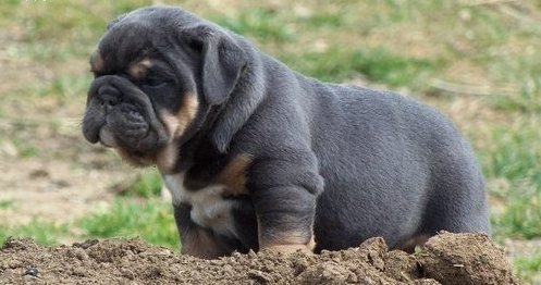 llena de vida inglés bulldog cachorros en venta