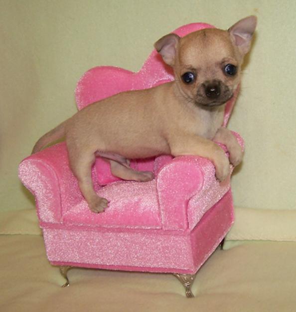 
Precio Chihuahua...........<strong>     $16,500.00  A   $20,000.00    (dependiendo del tamaño y color)</strong> <br><br>


100% pura raza, registrados todos los papeles en regla se envian a cualquier parte de la Republica.<br><br> 

<li>Contrato de compraventa<br><br></li>


<li>Seguro de vida gratuito por escrito de 5 años que cubre muerte en caso de cuestiones virales</li>
<br><br>

<li>Garantía de Pureza Racial<br><br></li>

<li>Certificado de registro inicial que extiende la Federación Canófila Mexicana donde los cachorros se entregan con tatuaje y microchip</li>

