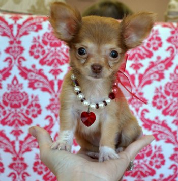 
Precio Chihuahua...........<strong>     $16,500.00  A   $20,000.00    (dependiendo del tamaño y color)</strong> <br><br>


100% pura raza, registrados todos los papeles en regla se envian a cualquier parte de la Republica.<br><br> 

<li>Contrato de compraventa<br><br></li>


<li>Seguro de vida gratuito por escrito de 5 años que cubre muerte en caso de cuestiones virales</li>
<br><br>

<li>Garantía de Pureza Racial<br><br></li>

<li>Certificado de registro inicial que extiende la Federación Canófila Mexicana donde los cachorros se entregan con tatuaje y microchip</li>

