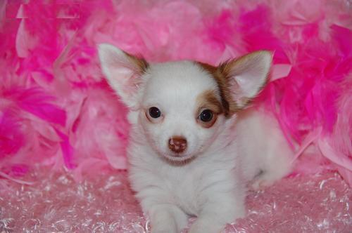 
Precio Chihuahua...........<strong>     $16,500.00  A   $20,000.00    (dependiendo del tamaño y color)</strong> <br><br>


100% pura raza, registrados todos los papeles en regla se envian a cualquier parte de la Republica.<br><br> 

<li>Contrato de compraventa<br><br></li>


<li>Seguro de vida gratuito por escrito de 5 años que cubre muerte en caso de cuestiones virales</li>
<br><br>

<li>Garantía de Pureza Racial<br><br></li>

<li>Certificado de registro inicial que extiende la Federación Canófila Mexicana donde los cachorros se entregan con tatuaje y microchip</li>

