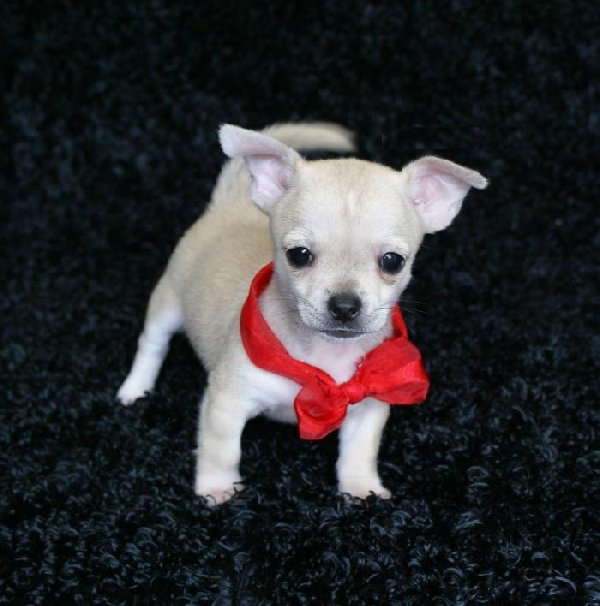 
Precio Chihuahua...........<strong>     $16,500.00  A   $20,000.00    (dependiendo del tamaño y color)</strong> <br><br>


100% pura raza, registrados todos los papeles en regla se envian a cualquier parte de la Republica.<br><br> 

<li>Contrato de compraventa<br><br></li>


<li>Seguro de vida gratuito por escrito de 5 años que cubre muerte en caso de cuestiones virales</li>
<br><br>

<li>Garantía de Pureza Racial<br><br></li>

<li>Certificado de registro inicial que extiende la Federación Canófila Mexicana donde los cachorros se entregan con tatuaje y microchip</li>

