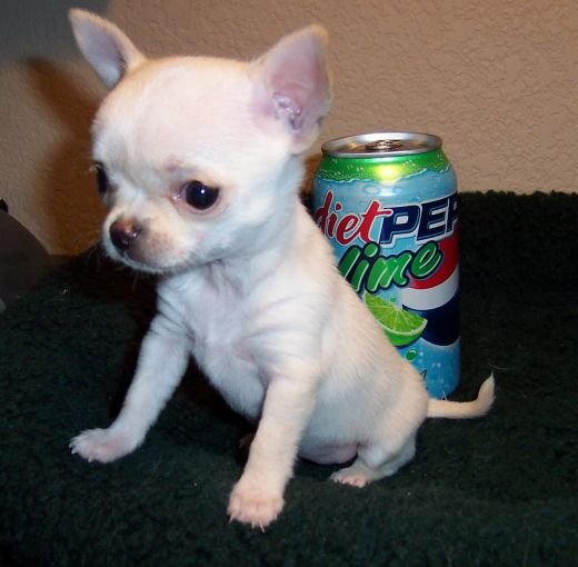 
Precio Chihuahua...........<strong>     $16,500.00  A   $20,000.00    (dependiendo del tamaño y color)</strong> <br><br>


100% pura raza, registrados todos los papeles en regla se envian a cualquier parte de la Republica.<br><br> 

<li>Contrato de compraventa<br><br></li>


<li>Seguro de vida gratuito por escrito de 5 años que cubre muerte en caso de cuestiones virales</li>
<br><br>

<li>Garantía de Pureza Racial<br><br></li>

<li>Certificado de registro inicial que extiende la Federación Canófila Mexicana donde los cachorros se entregan con tatuaje y microchip</li>

