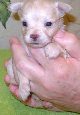 
Precio Chihuahua...........<strong>     $16,500.00  A   $20,000.00    (dependiendo del tamaño y color)</strong> <br><br>


100% pura raza, registrados todos los papeles en regla se envian a cualquier parte de la Republica.<br><br> 

<li>Contrato de compraventa<br><br></li>


<li>Seguro de vida gratuito por escrito de 5 años que cubre muerte en caso de cuestiones virales</li>
<br><br>

<li>Garantía de Pureza Racial<br><br></li>

<li>Certificado de registro inicial que extiende la Federación Canófila Mexicana donde los cachorros se entregan con tatuaje y microchip</li>

