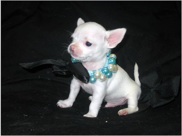 
Precio Chihuahua...........<strong>     $16,500.00  A   $20,000.00    (dependiendo del tamaño y color)</strong> <br><br>


100% pura raza, registrados todos los papeles en regla se envian a cualquier parte de la Republica.<br><br> 

<li>Contrato de compraventa<br><br></li>


<li>Seguro de vida gratuito por escrito de 5 años que cubre muerte en caso de cuestiones virales</li>
<br><br>

<li>Garantía de Pureza Racial<br><br></li>

<li>Certificado de registro inicial que extiende la Federación Canófila Mexicana donde los cachorros se entregan con tatuaje y microchip</li>

