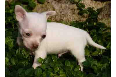 
Precio Chihuahua...........<strong>     $16,500.00  A   $20,000.00    (dependiendo del tamaño y color)</strong> <br><br>


100% pura raza, registrados todos los papeles en regla se envian a cualquier parte de la Republica.<br><br> 

<li>Contrato de compraventa<br><br></li>


<li>Seguro de vida gratuito por escrito de 5 años que cubre muerte en caso de cuestiones virales</li>
<br><br>

<li>Garantía de Pureza Racial<br><br></li>

<li>Certificado de registro inicial que extiende la Federación Canófila Mexicana donde los cachorros se entregan con tatuaje y microchip</li>

