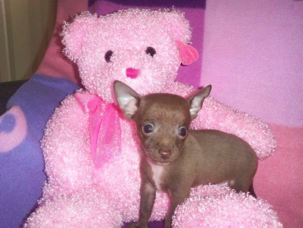 
Precio Chihuahua...........<strong>     $16,500.00  A   $20,000.00    (dependiendo del tamaño y color)</strong> <br><br>


100% pura raza, registrados todos los papeles en regla se envian a cualquier parte de la Republica.<br><br> 

<li>Contrato de compraventa<br><br></li>


<li>Seguro de vida gratuito por escrito de 5 años que cubre muerte en caso de cuestiones virales</li>
<br><br>

<li>Garantía de Pureza Racial<br><br></li>

<li>Certificado de registro inicial que extiende la Federación Canófila Mexicana donde los cachorros se entregan con tatuaje y microchip</li>


