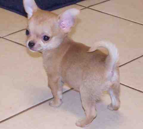 
Precio Chihuahua...........<strong>     $16,500.00  A   $20,000.00    (dependiendo del tamaño y color)</strong> <br><br>


100% pura raza, registrados todos los papeles en regla se envian a cualquier parte de la Republica.<br><br> 

<li>Contrato de compraventa<br><br></li>


<li>Seguro de vida gratuito por escrito de 5 años que cubre muerte en caso de cuestiones virales</li>
<br><br>

<li>Garantía de Pureza Racial<br><br></li>

<li>Certificado de registro inicial que extiende la Federación Canófila Mexicana donde los cachorros se entregan con tatuaje y microchip</li>

