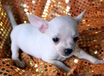 
Precio Chihuahua...........<strong>     $16,500.00  A   $20,000.00    (dependiendo del tamaño y color)</strong> <br><br>


100% pura raza, registrados todos los papeles en regla se envian a cualquier parte de la Republica.<br><br> 

<li>Contrato de compraventa<br><br></li>


<li>Seguro de vida gratuito por escrito de 5 años que cubre muerte en caso de cuestiones virales</li>
<br><br>

<li>Garantía de Pureza Racial<br><br></li>

<li>Certificado de registro inicial que extiende la Federación Canófila Mexicana donde los cachorros se entregan con tatuaje y microchip</li>

