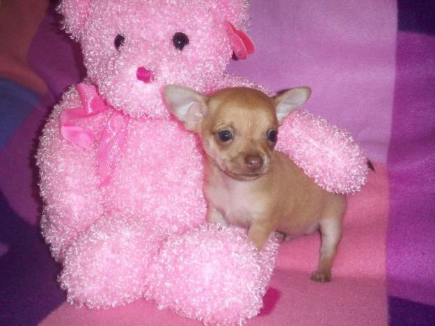 
Precio Chihuahua...........<strong>     $16,500.00  A   $20,000.00    (dependiendo del tamaño y color)</strong> <br><br>


100% pura raza, registrados todos los papeles en regla se envian a cualquier parte de la Republica.<br><br> 

<li>Contrato de compraventa<br><br></li>


<li>Seguro de vida gratuito por escrito de 5 años que cubre muerte en caso de cuestiones virales</li>
<br><br>

<li>Garantía de Pureza Racial<br><br></li>

<li>Certificado de registro inicial que extiende la Federación Canófila Mexicana donde los cachorros se entregan con tatuaje y microchip</li>

