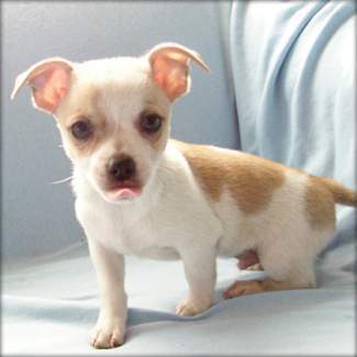 
Precio Chihuahua...........<strong>     $16,500.00  A   $20,000.00    (dependiendo del tamaño y color)</strong> <br><br>


100% pura raza, registrados todos los papeles en regla se envian a cualquier parte de la Republica.<br><br> 

<li>Contrato de compraventa<br><br></li>


<li>Seguro de vida gratuito por escrito de 5 años que cubre muerte en caso de cuestiones virales</li>
<br><br>

<li>Garantía de Pureza Racial<br><br></li>

<li>Certificado de registro inicial que extiende la Federación Canófila Mexicana donde los cachorros se entregan con tatuaje y microchip</li>

