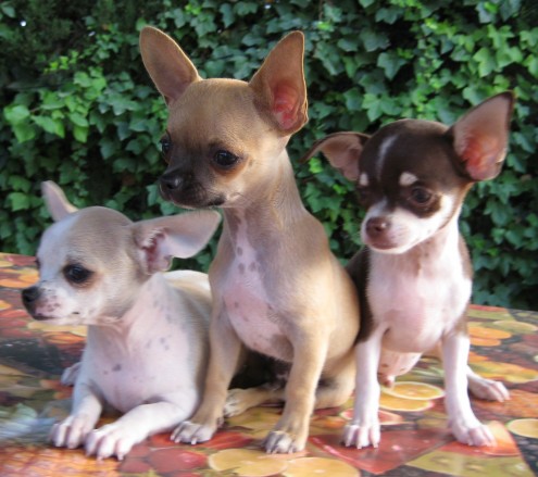 
Precio Chihuahua...........<strong>     $16,500.00  A   $20,000.00    (dependiendo del tamaño y color)</strong> <br><br>


100% pura raza, registrados todos los papeles en regla se envian a cualquier parte de la Republica.<br><br> 

<li>Contrato de compraventa<br><br></li>


<li>Seguro de vida gratuito por escrito de 5 años que cubre muerte en caso de cuestiones virales</li>
<br><br>

<li>Garantía de Pureza Racial<br><br></li>

<li>Certificado de registro inicial que extiende la Federación Canófila Mexicana donde los cachorros se entregan con tatuaje y microchip</li>

