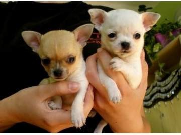 
Precio Chihuahua...........<strong>     $16,500.00  A   $20,000.00    (dependiendo del tamaño y color)</strong> <br><br>


100% pura raza, registrados todos los papeles en regla se envian a cualquier parte de la Republica.<br><br> 

<li>Contrato de compraventa<br><br></li>


<li>Seguro de vida gratuito por escrito de 5 años que cubre muerte en caso de cuestiones virales</li>
<br><br>

<li>Garantía de Pureza Racial<br><br></li>

<li>Certificado de registro inicial que extiende la Federación Canófila Mexicana donde los cachorros se entregan con tatuaje y microchip</li>

