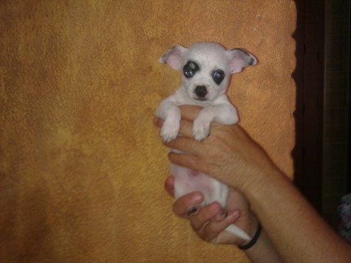 
Precio Chihuahua...........<strong>     $16,500.00  A   $20,000.00    (dependiendo del tamaño y color)</strong> <br><br>


100% pura raza, registrados todos los papeles en regla se envian a cualquier parte de la Republica.<br><br> 

<li>Contrato de compraventa<br><br></li>


<li>Seguro de vida gratuito por escrito de 5 años que cubre muerte en caso de cuestiones virales</li>
<br><br>

<li>Garantía de Pureza Racial<br><br></li>

<li>Certificado de registro inicial que extiende la Federación Canófila Mexicana donde los cachorros se entregan con tatuaje y microchip</li>

