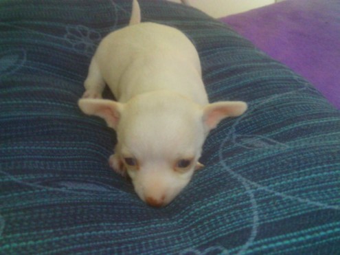 
Precio Chihuahua...........<strong>     $16,500.00  A   $20,000.00    (dependiendo del tamaño y color)</strong> <br><br>


100% pura raza, registrados todos los papeles en regla se envian a cualquier parte de la Republica.<br><br> 

<li>Contrato de compraventa<br><br></li>


<li>Seguro de vida gratuito por escrito de 5 años que cubre muerte en caso de cuestiones virales</li>
<br><br>

<li>Garantía de Pureza Racial<br><br></li>

<li>Certificado de registro inicial que extiende la Federación Canófila Mexicana donde los cachorros se entregan con tatuaje y microchip</li>

