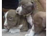  have 3 beautiful red nose puppies, 1 male and 2 females, parents are ukc regesterd with a long history, but the puppies are not regesterd,
<br>
<br>