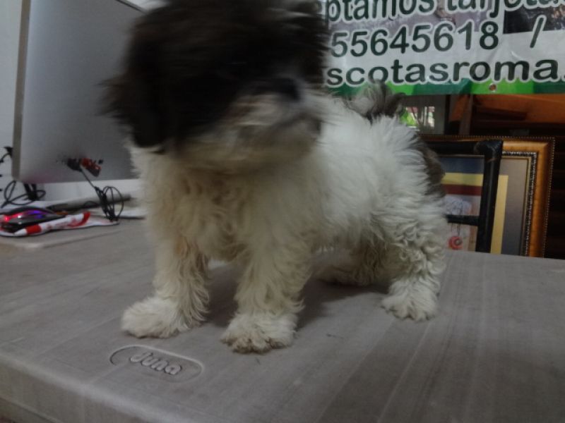 
Precio Shih Tzu...........<strong>          $22,000.00</strong> <br><br>


100% pura raza, registrados todos los papeles en regla se envian a cualquier parte de la Republica.<br><br> 

<li>Contrato de compraventa<br><br></li>


<li>Seguro de vida gratuito por escrito de 5 años que cubre muerte en caso de cuestiones virales</li>
<br><br>

<li>Garantía de Pureza Racial<br><br></li>

<li>Certificado de registro inicial que extiende la Federación Canófila Mexicana donde los cachorros se entregan con tatuaje y microchip</li>

