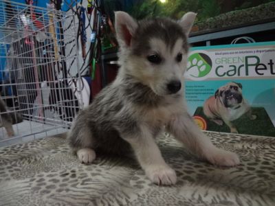 HUSKI SIBERIANO HERMOSOS 