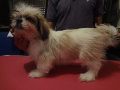 HERMOSO CACHORRO PEKINES EN 
<br>HERMOSO CACHORRO PEKINES EN 