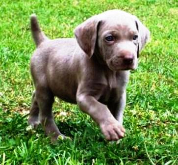 
Precio Siberian Weimaraner...........<strong>$16,500.00</strong> <br><br>


100% pura raza, registrados todos los papeles en regla se envian a cualquier parte de la Republica.<br><br> 

<li>Contrato de compraventa<br><br></li>


<li>Seguro de vida gratuito por escrito de 5 años que cubre muerte en caso de cuestiones virales</li>
<br><br>

<li>Garantía de Pureza Racial<br><br></li>

<li>Certificado de registro inicial que extiende la Federación Canófila Mexicana donde los cachorros se entregan con tatuaje y microchip</li>

