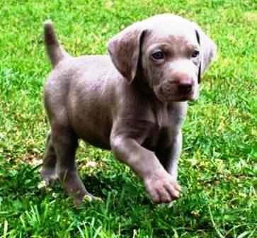 
Precio Siberian Weimaraner...........<strong>$16,500.00</strong> <br><br>


100% pura raza, registrados todos los papeles en regla se envian a cualquier parte de la Republica.<br><br> 

<li>Contrato de compraventa<br><br></li>


<li>Seguro de vida gratuito por escrito de 5 años que cubre muerte en caso de cuestiones virales</li>
<br><br>

<li>Garantía de Pureza Racial<br><br></li>

<li>Certificado de registro inicial que extiende la Federación Canófila Mexicana donde los cachorros se entregan con tatuaje y microchip</li>

