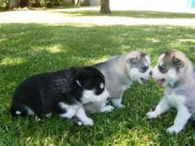 
Precio Siberian husky...........<strong>            $18,500.00  A  $22,000.00  (dependiendo del color)</strong> <br><br>


100% pura raza, registrados todos los papeles en regla se envian a cualquier parte de la Republica.<br><br> 

<li>Contrato de compraventa<br><br></li>


<li>Seguro de vida gratuito por escrito de 5 años que cubre muerte en caso de cuestiones virales</li>
<br><br>

<li>Garantía de Pureza Racial<br><br></li>

<li>Certificado de registro inicial que extiende la Federación Canófila Mexicana donde los cachorros se entregan con tatuaje y microchip</li>


