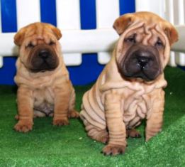 Hermosos Cachorritos Shar Pei