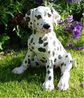 
Precio Dalmata...........<strong>        $16,000.00</strong> <br><br>


100% pura raza, registrados todos los papeles en regla se envian a cualquier parte de la Republica.<br><br> 

<li>Contrato de compraventa<br><br></li>


<li>Seguro de vida gratuito por escrito de 5 años que cubre muerte en caso de cuestiones virales</li>
<br><br>

<li>Garantía de Pureza Racial<br><br></li>

<li>Certificado de registro inicial que extiende la Federación Canófila Mexicana donde los cachorros se entregan con tatuaje y microchip</li>

