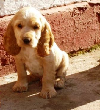 Adorables Cachorritos Cocker Spaniel