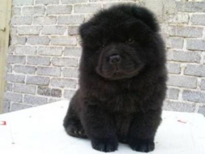 
Precio Chow Chow...........<strong>       $20,500.00  A   $33,000.00    (dependiendo del tamaño y color)</strong> <br><br>


100% pura raza, registrados todos los papeles en regla se envian a cualquier parte de la Republica.<br><br> 

<li>Contrato de compraventa<br><br></li>


<li>Seguro de vida gratuito por escrito de 5 años que cubre muerte en caso de cuestiones virales</li>
<br><br>

<li>Garantía de Pureza Racial<br><br></li>

<li>Certificado de registro inicial que extiende la Federación Canófila Mexicana donde los cachorros se entregan con tatuaje y microchip</li>

