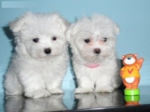 Hermosas taza de té blanco cachorros maltés para su aprobación. Son super cachorros dulces y harán gran compañero. Ellos vendrán con papeles de registro, registro de vacunación y certificado de salud veterinario. También ofrecemos una garantía de salud.