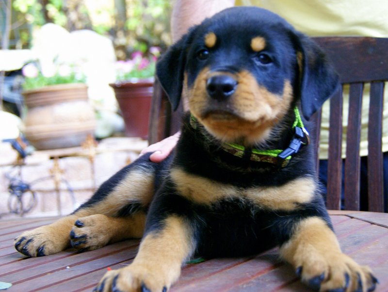 
Precio Rottweiler...........<strong>   $18,000.00</strong> <br><br>


100% pura raza, registrados todos los papeles en regla se envian a cualquier parte de la Republica.<br><br> 

<li>Contrato de compraventa<br><br></li>


<li>Seguro de vida gratuito por escrito de 5 años que cubre muerte en caso de cuestiones virales</li>
<br><br>

<li>Garantía de Pureza Racial<br><br></li>

<li>Certificado de registro inicial que extiende la Federación Canófila Mexicana donde los cachorros se entregan con tatuaje y microchip</li>

