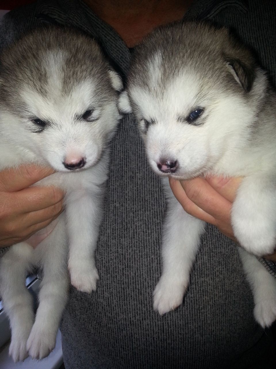 
Precio ALASKAN MALAMUTE...........<strong>$18,500.00</strong> <br><br>

100% pura raza, registrados todos los papeles en regla se envian a cualquier parte de la Republica.<br><br> 

<li>Contrato de compraventa<br><br></li>


<li>Seguro de vida gratuito por escrito de 5 años que cubre muerte en caso de cuestiones virales</li>
<br><br>

<li>Garantía de Pureza Racial<br><br></li>


<li>Certificado de registro inicial que extiende la Federación Canófila Mexicana donde los cachorros se entregan con tatuaje y microchip<br><br></li>

