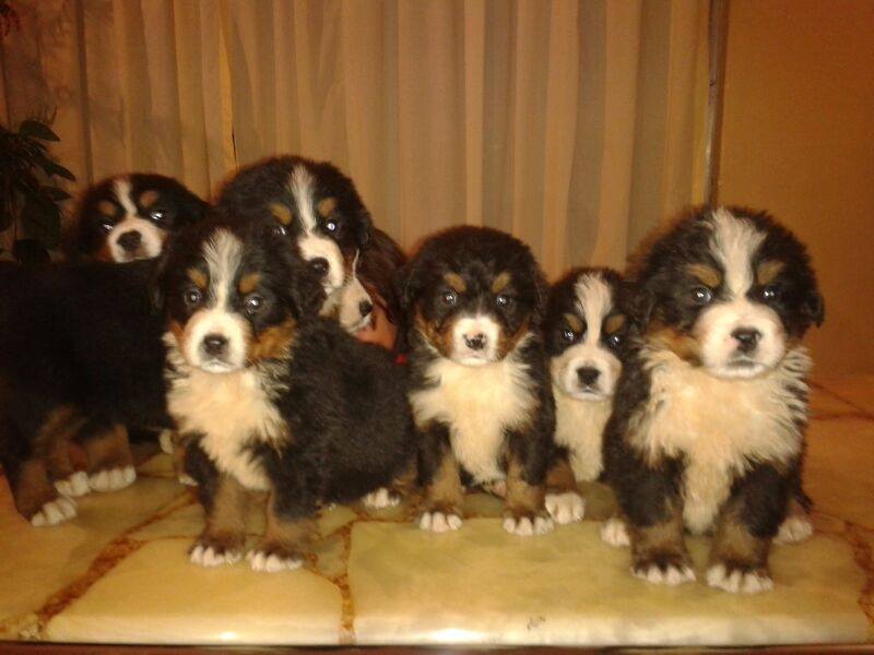 CACHORROS DE BERNES DE LA MONTAÑA VACUNADOS DESPARASITADOS CON CHIP Y TATUAJE CPR PAPELES EXPEDIDOS POR LA FEDERACION CANOFILA MEXICANA CON ABUELOS CAMPEONES EN MEXICO Y EN SUIZA.