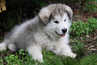 
Precio ALASKAN MALAMUTE...........<strong>$18,500.00</strong> <br><br>

100% pura raza, registrados todos los papeles en regla se envian a cualquier parte de la Republica.<br><br> 

<li>Contrato de compraventa<br><br></li>


<li>Seguro de vida gratuito por escrito de 5 años que cubre muerte en caso de cuestiones virales</li>
<br><br>

<li>Garantía de Pureza Racial<br><br></li>


<li>Certificado de registro inicial que extiende la Federación Canófila Mexicana donde los cachorros se entregan con tatuaje y microchip<br><br></li>

