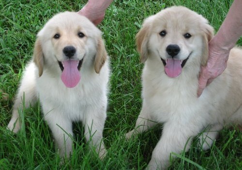 
Precio Golden Retriever...........<strong>             $15,500.00</strong> <br><br>


100% pura raza, registrados todos los papeles en regla se envian a cualquier parte de la Republica.<br><br> 

<li>Contrato de compraventa<br><br></li>


<li>Seguro de vida gratuito por escrito de 5 años que cubre muerte en caso de cuestiones virales</li>
<br><br>

<li>Garantía de Pureza Racial<br><br></li>

<li>Certificado de registro inicial que extiende la Federación Canófila Mexicana donde los cachorros se entregan con tatuaje y microchip</li>

