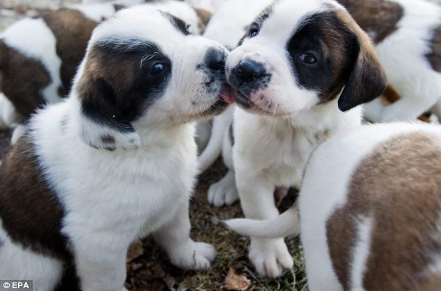  Cachorros San Bernardo disponibles