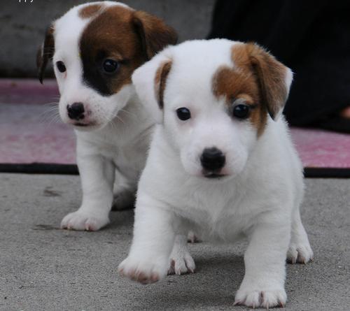 JACK RUSELL CACHORROS