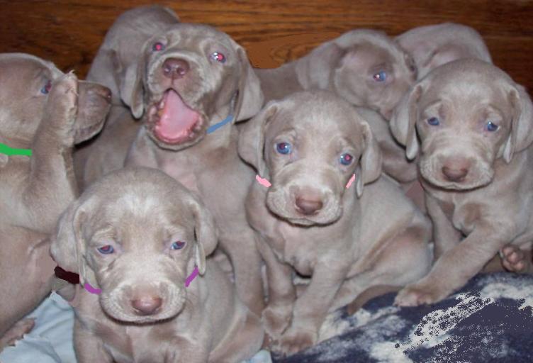 
Precio Siberian Weimaraner...........<strong>$16,500.00</strong> <br><br>


100% pura raza, registrados todos los papeles en regla se envian a cualquier parte de la Republica.<br><br> 

<li>Contrato de compraventa<br><br></li>


<li>Seguro de vida gratuito por escrito de 5 años que cubre muerte en caso de cuestiones virales</li>
<br><br>

<li>Garantía de Pureza Racial<br><br></li>

<li>Certificado de registro inicial que extiende la Federación Canófila Mexicana donde los cachorros se entregan con tatuaje y microchip</li>

