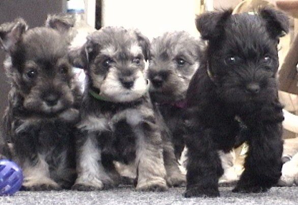  cachorros schnauzer miniatura