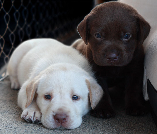 
Precio Labrador Retriever...........<strong>$16,500.00  A   $20,000.00    (dependiendo del color)</strong> <br><br>


100% pura raza, registrados todos los papeles en regla se envian a cualquier parte de la Republica.<br><br> 

<li>Contrato de compraventa<br><br></li>


<li>Seguro de vida gratuito por escrito de 5 años que cubre muerte en caso de cuestiones virales</li>
<br><br>

<li>Garantía de Pureza Racial<br><br></li>

<li>Certificado de registro inicial que extiende la Federación Canófila Mexicana donde los cachorros se entregan con tatuaje y microchip</li>

