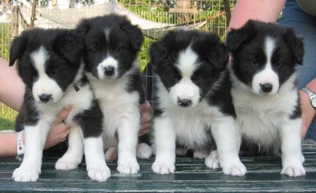 
Precio Border collie...........<strong> $16,500.00</strong> <br><br>


100% pura raza, registrados todos los papeles en regla se envian a cualquier parte de la Republica.<br><br> 

<li>Contrato de compraventa<br><br></li>


<li>Seguro de vida gratuito por escrito de 5 años que cubre muerte en caso de cuestiones virales</li>
<br><br>

<li>Garantía de Pureza Racial<br><br></li>

<li>Certificado de registro inicial que extiende la Federación Canófila Mexicana donde los cachorros se entregan con tatuaje y microchip</li>

