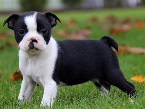 Estos Amar masculino y femenino de Boston Terrier son de origen planteadas, bien asociado con los niños y otros animales de casa, actualmente están vacunados AKC registrado.