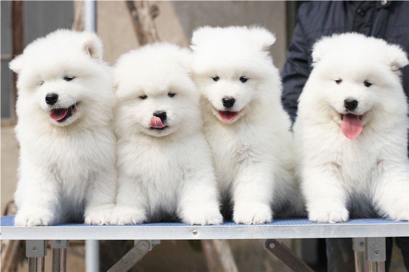 
Precio Samoyedo...........<strong>$35,000.00</strong> <br><br>


100% pura raza, registrados todos los papeles en regla se envian a cualquier parte de la Republica.<br><br> 

<li>Contrato de compraventa<br><br></li>


<li>Seguro de vida gratuito por escrito de 5 años que cubre muerte en caso de cuestiones virales</li>
<br><br>

<li>Garantía de Pureza Racial<br><br></li>

<li>Certificado de registro inicial que extiende la Federación Canófila Mexicana donde los cachorros se entregan con tatuaje y microchip</li>

