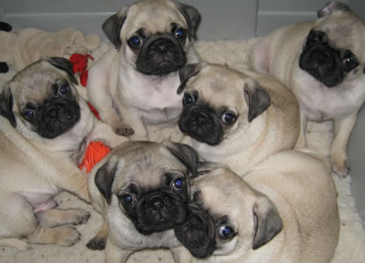 LINDO PUG CACHORROS