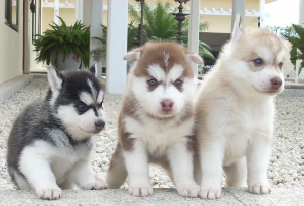 
Precio Siberian husky...........<strong>            $18,500.00  A  $22,000.00  (dependiendo del color)</strong> <br><br>


100% pura raza, registrados todos los papeles en regla se envian a cualquier parte de la Republica.<br><br> 

<li>Contrato de compraventa<br><br></li>


<li>Seguro de vida gratuito por escrito de 5 años que cubre muerte en caso de cuestiones virales</li>
<br><br>

<li>Garantía de Pureza Racial<br><br></li>

<li>Certificado de registro inicial que extiende la Federación Canófila Mexicana donde los cachorros se entregan con tatuaje y microchip</li>

